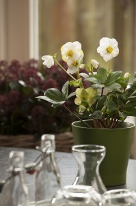 Blosjz helleborus2 lr