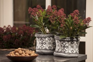 Blosjz skimmia bloem1 lr