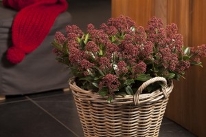 Blosjz skimmia bloem3 lr